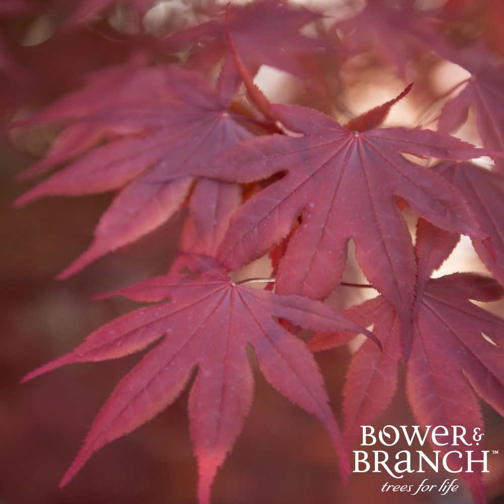 Buy Trees Online Bower & Branch