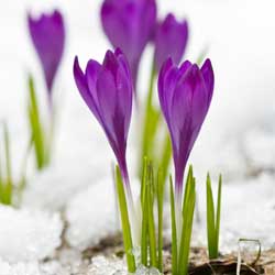 Ideas for Creating Winter Interest in the Garden - Article image