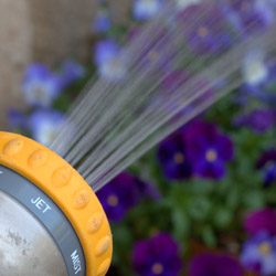 Fall Horticultural Oil Application - Article image