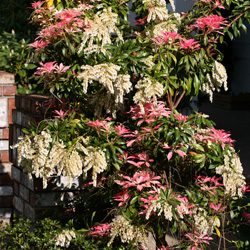 Japanese Pieris - Article image