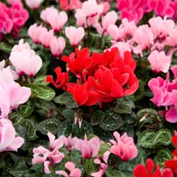 Blooming Plants: Brighten Your Home & Office - Article image