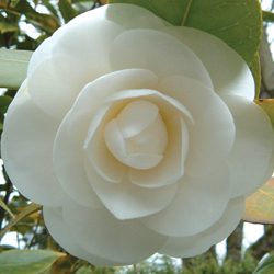 Fall-Blooming Camellias - Article image