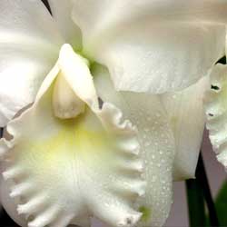 Caring for Orchids - Article image