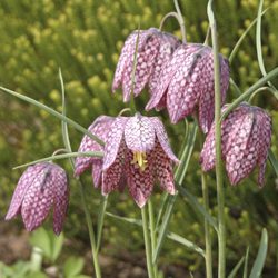 checkeredlily_250x250_3