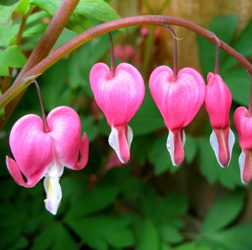 Early Spring-Blooming Perennials - Article image