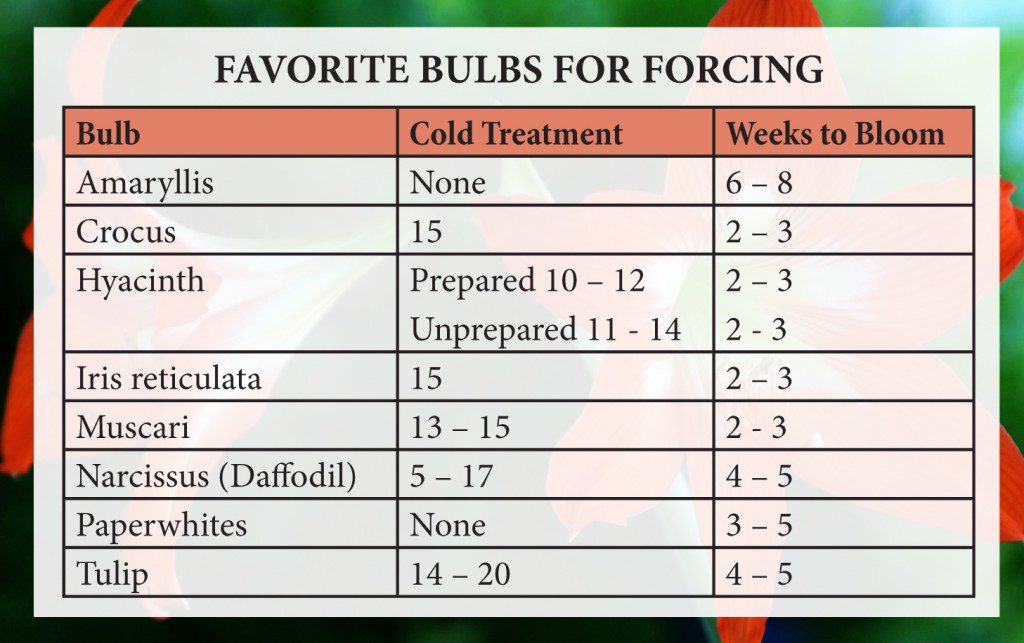 Forcing Bulbs for the Holidays and Beyond - Article image