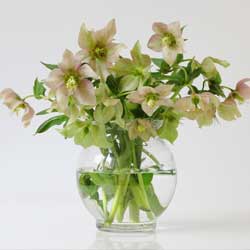 Helleborus – A Perennial for the Ages - Article image