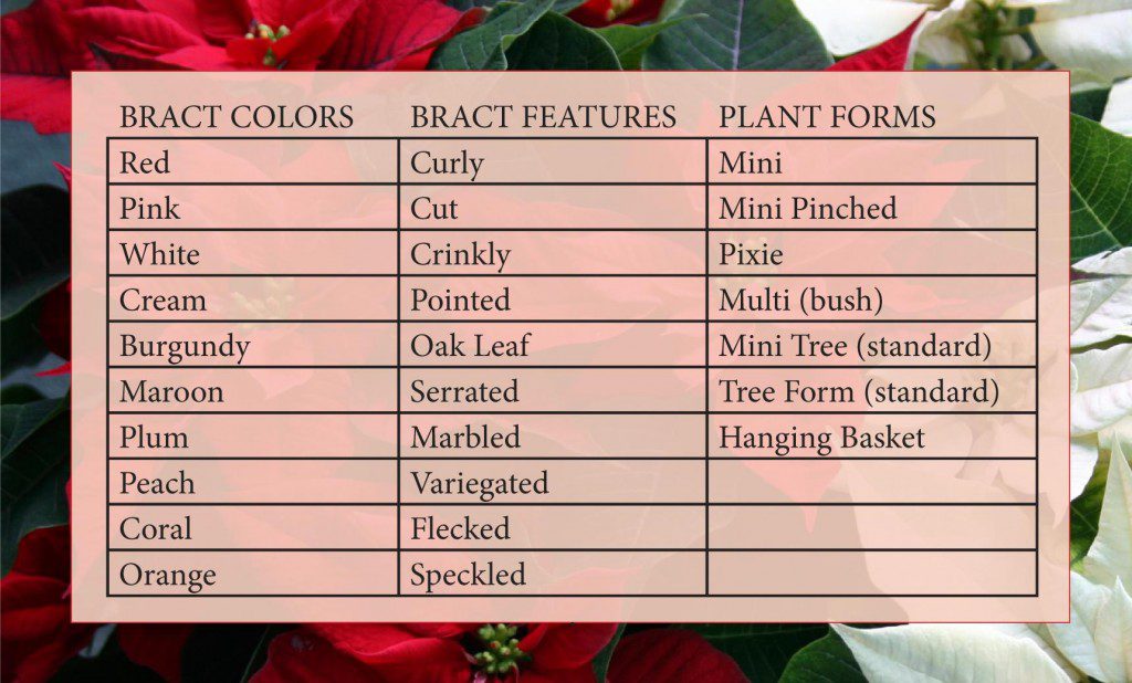 Now For Something Completely Different… Poinsettias! - Article image