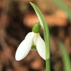 Minor Bulbs:  Perfect Partners for Early Spring Color - Article image