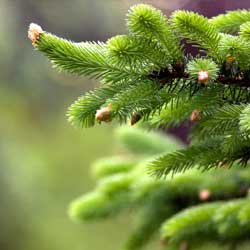 Spruce Up for the Holidays - Article image