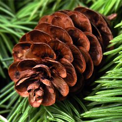 The Winter Landscape - Article image