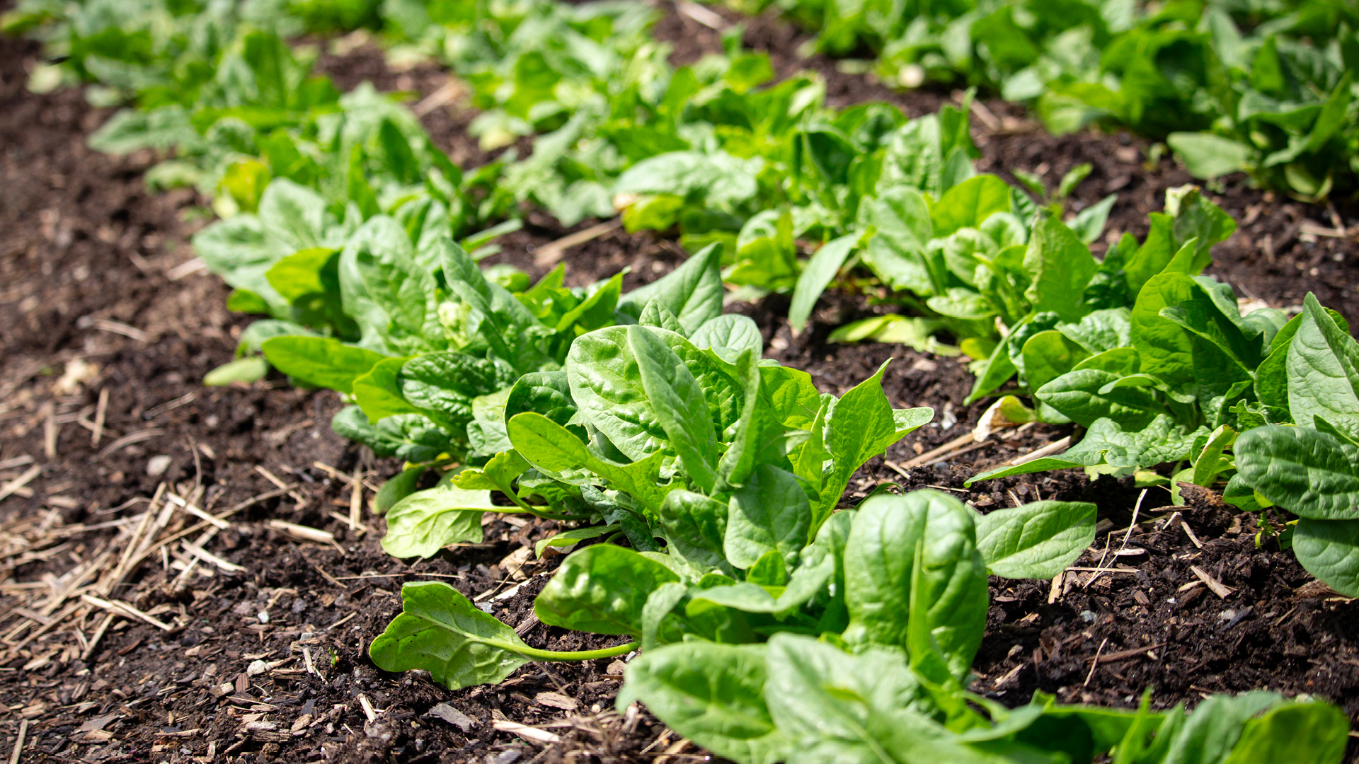 cold soil vegetable planting