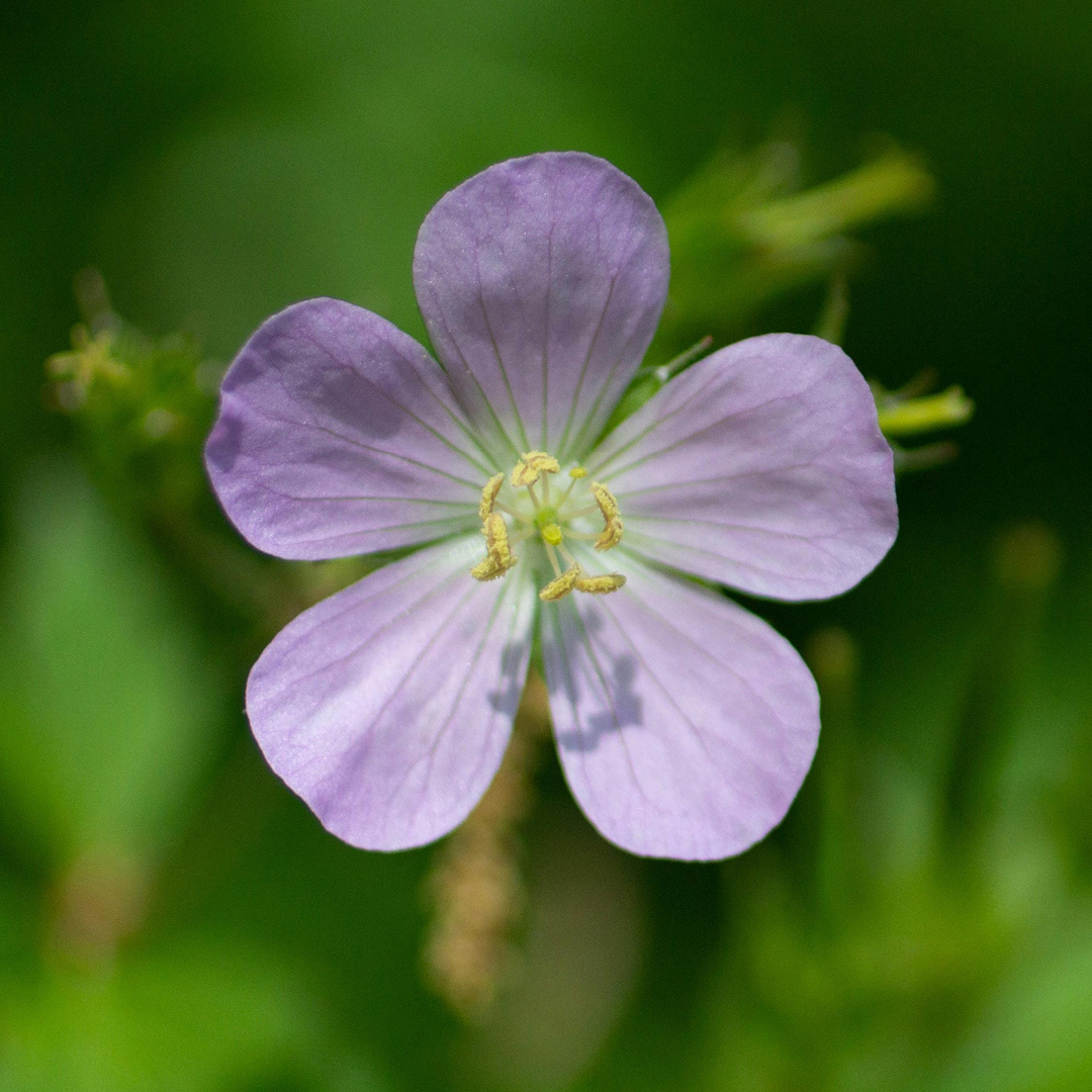 early blooming native perennials