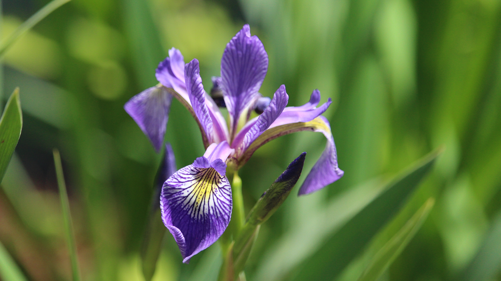 early spring flood-tolerant plants