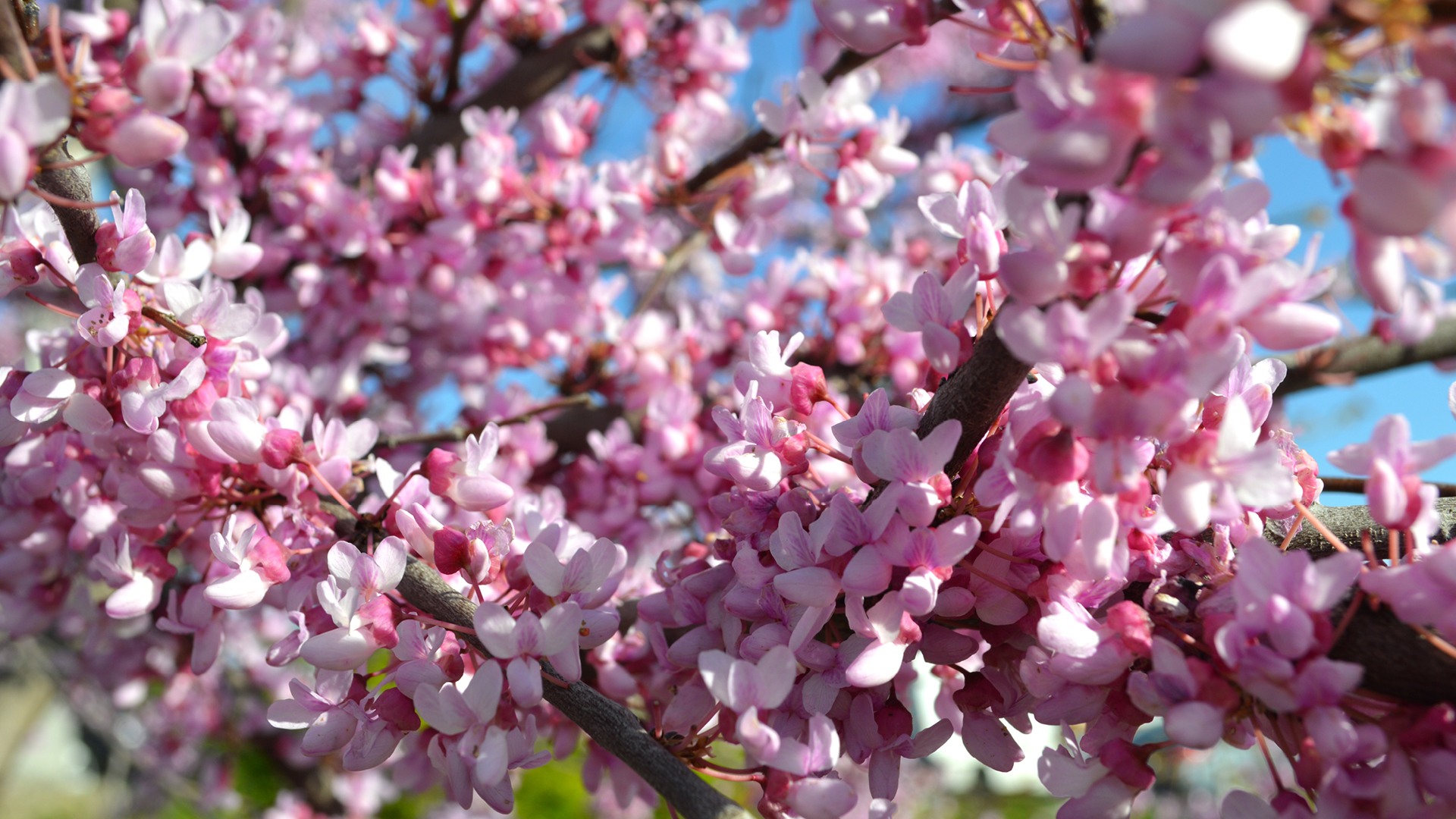 early spring natives